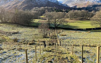 Catchment Scale, Hedgerow Planting and Wood Pasture Habitat